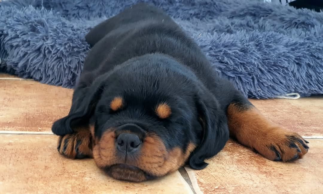 Rottweiler szczenię FCI samiec