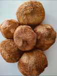 Soplówka Jeżowata ( hericium erinaceus) (cała, suszona) -100g