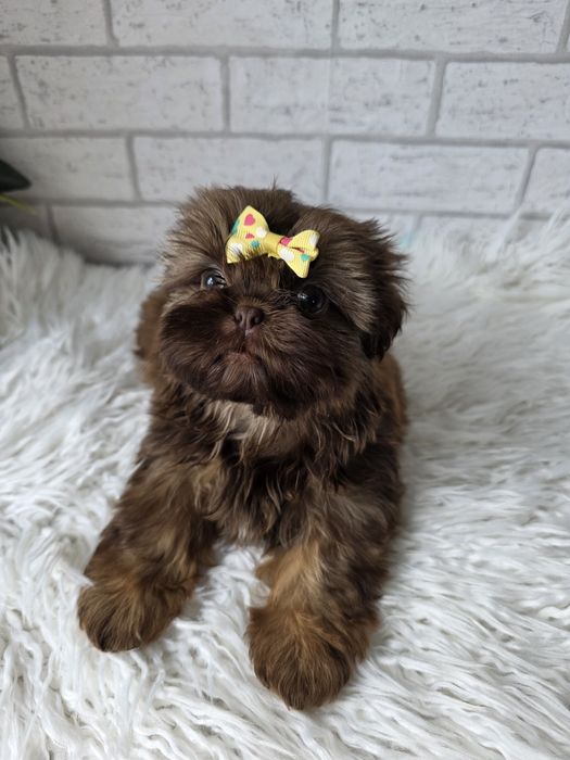 Shih Tzu Suczka Czekoladowa