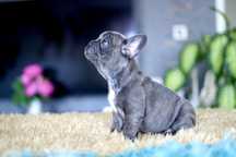 Buldog Francuski Suczka Blue