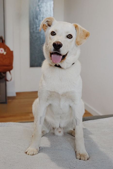 Cudowny Aki szuka domu