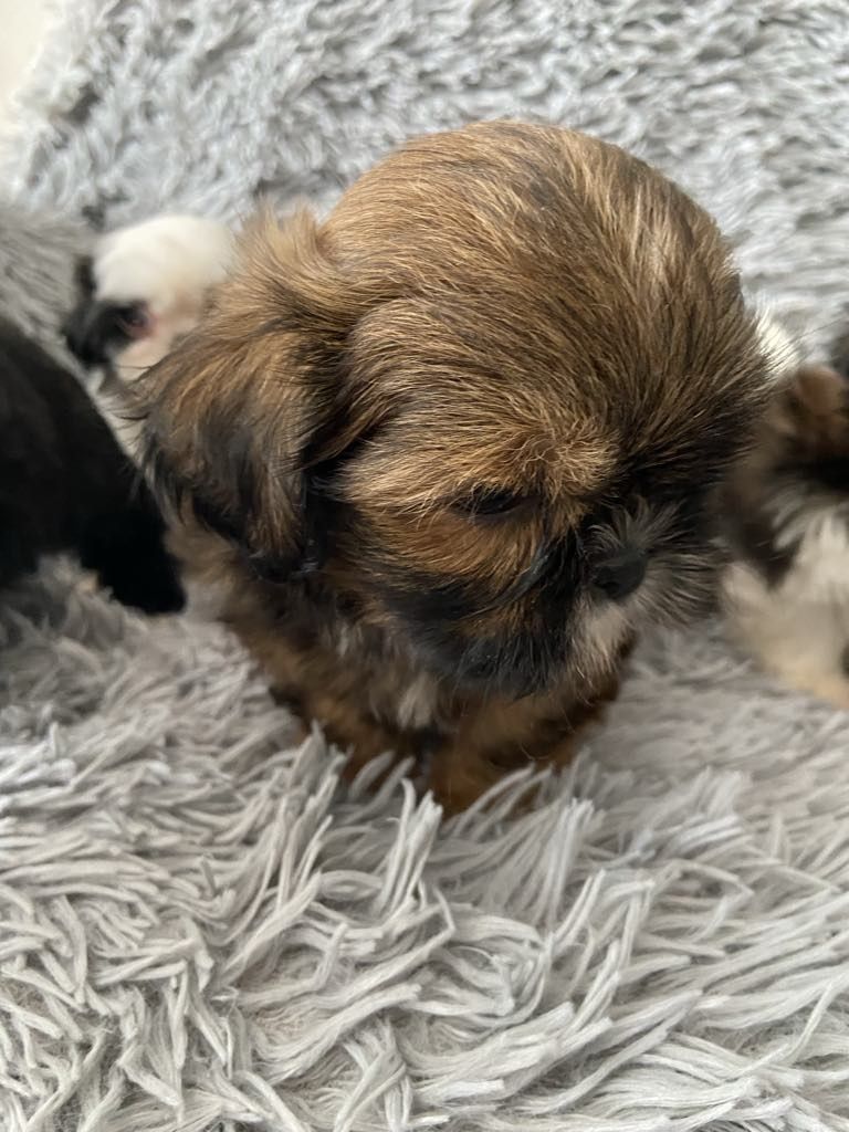 Szczeniaczek Shih tzu