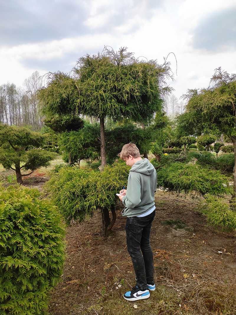 Drzewa i krzewy ozdobne formowane, bonsai, DUŻE OKAZY