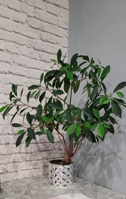 Fikus ala Bonsai