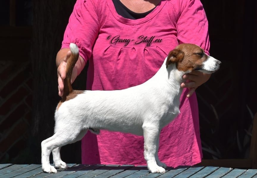 Молодий гладкошерсний кобель джек расел