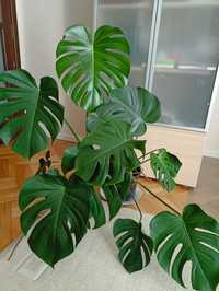 Monstera kwiatek doniczkowy