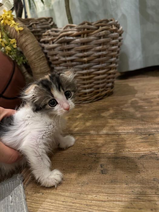 Кошенята дівчатка 2 місяці