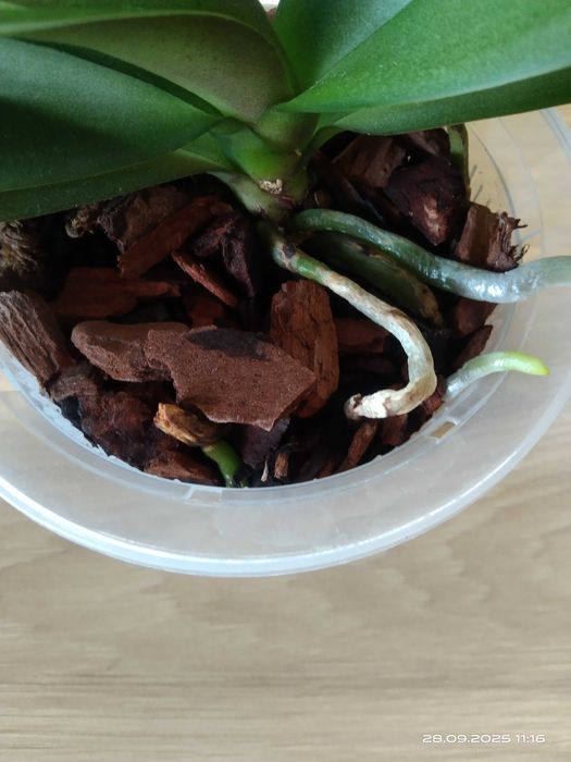 Phalaenopsis Storczyk