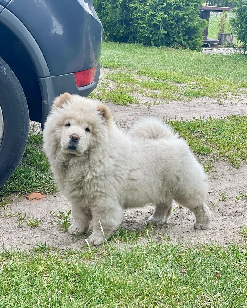 Śliczna sunia CHOW CHOW