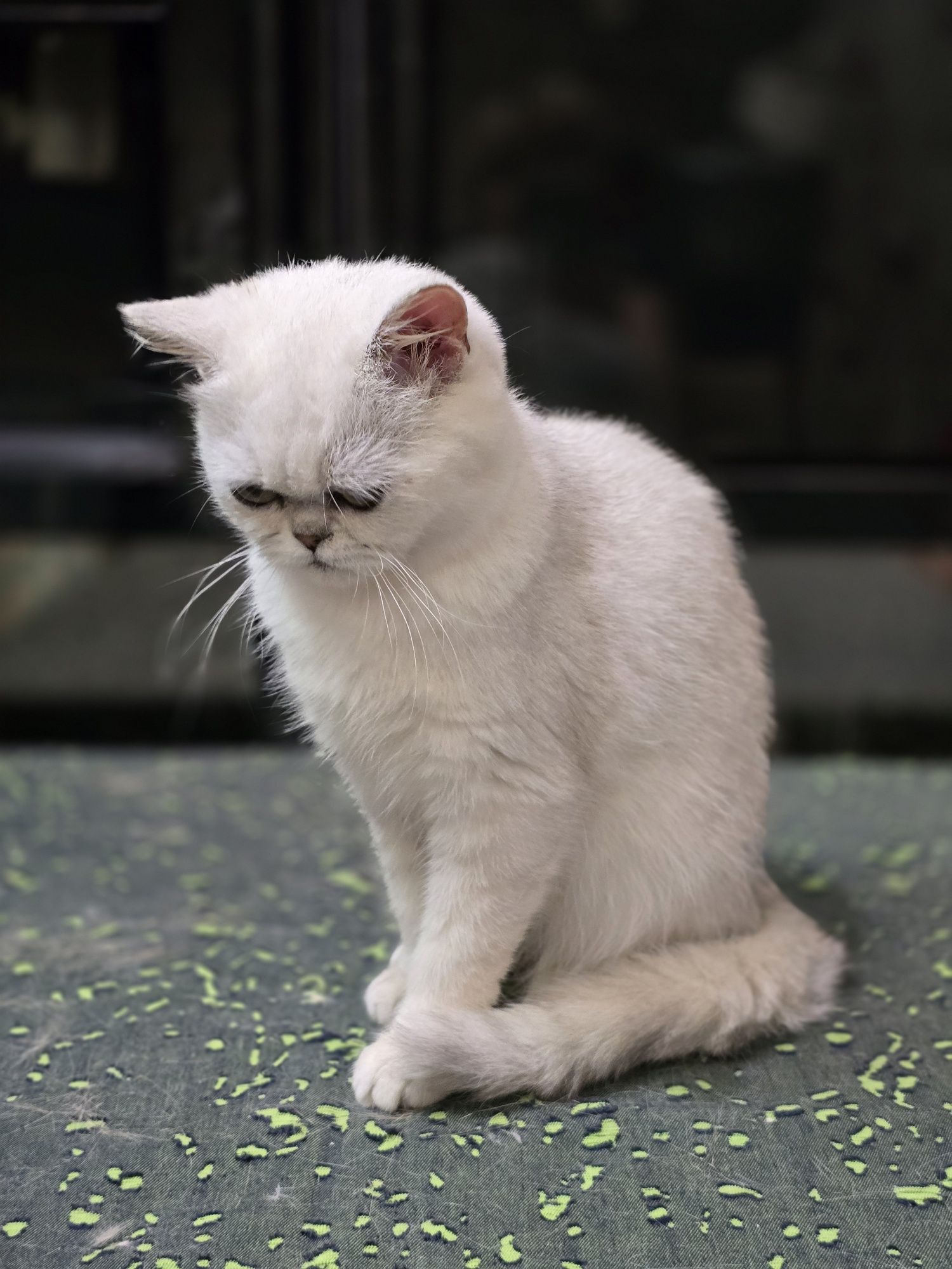 Британские  котята серебристой шиншиллы купить Киев Украина