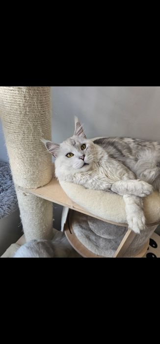 Śliczny duży kocurek Dexter  Maine Coon ns z linii shaded as 22