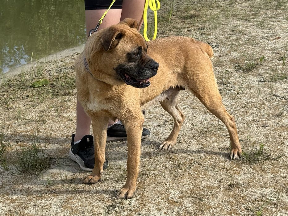 Bokser- piekna suczka Bunia do adopcji!