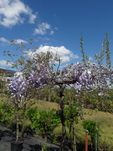 Glicynia Wisteria