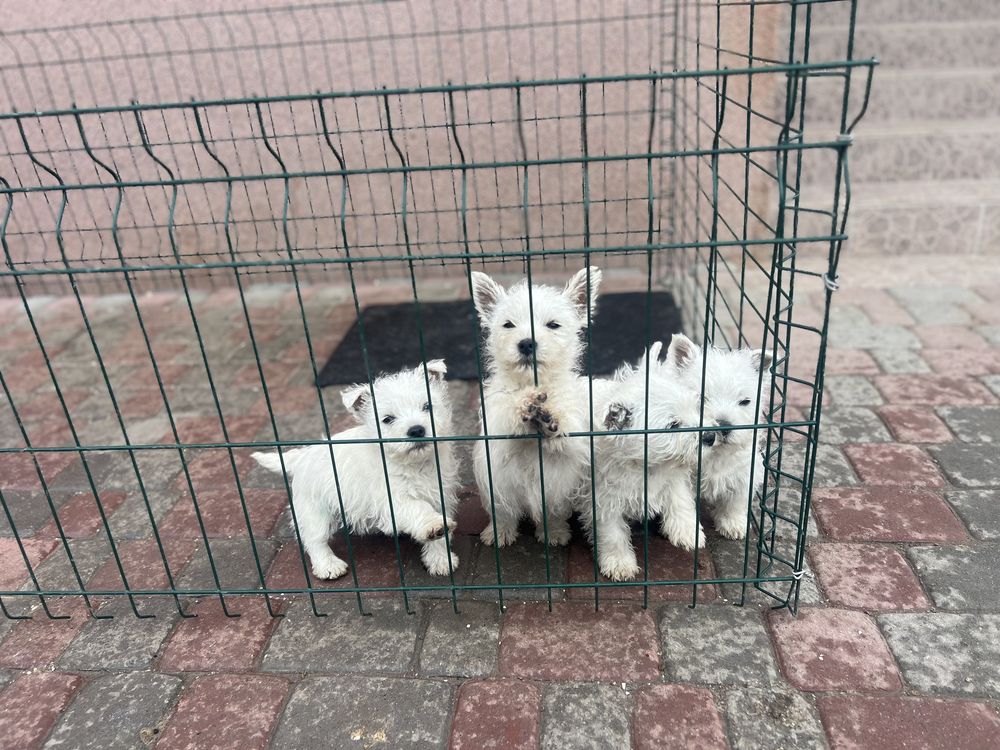 Вести найкращі друзі
