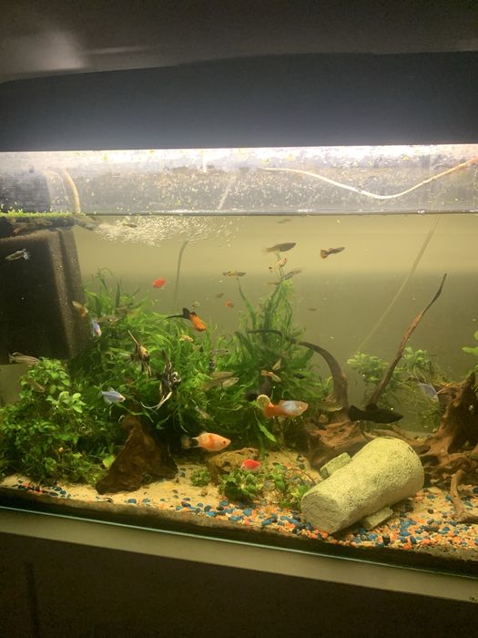 Do sprzedania akwarium 120L