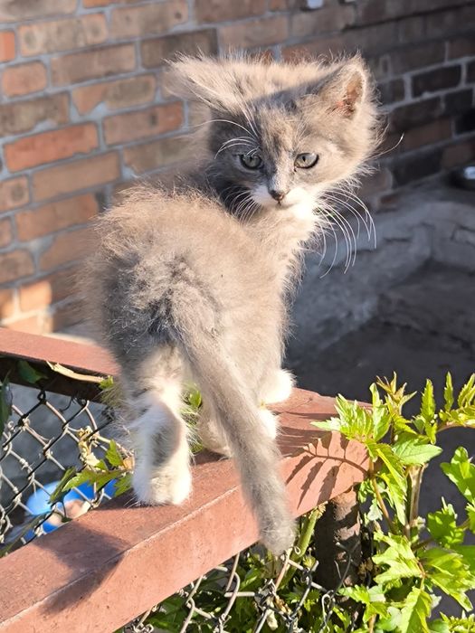 Віддам гарних кошенят