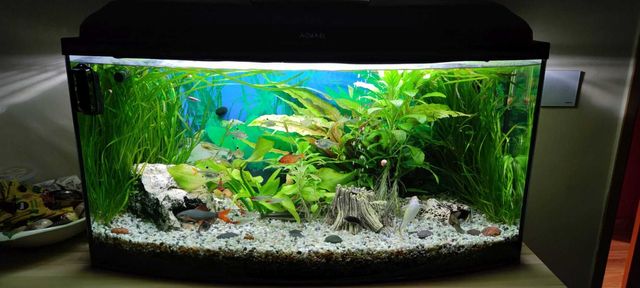 Akwarium 112 litrów kompletne (rybki, rośliny, filtr i inny osprzęt)
