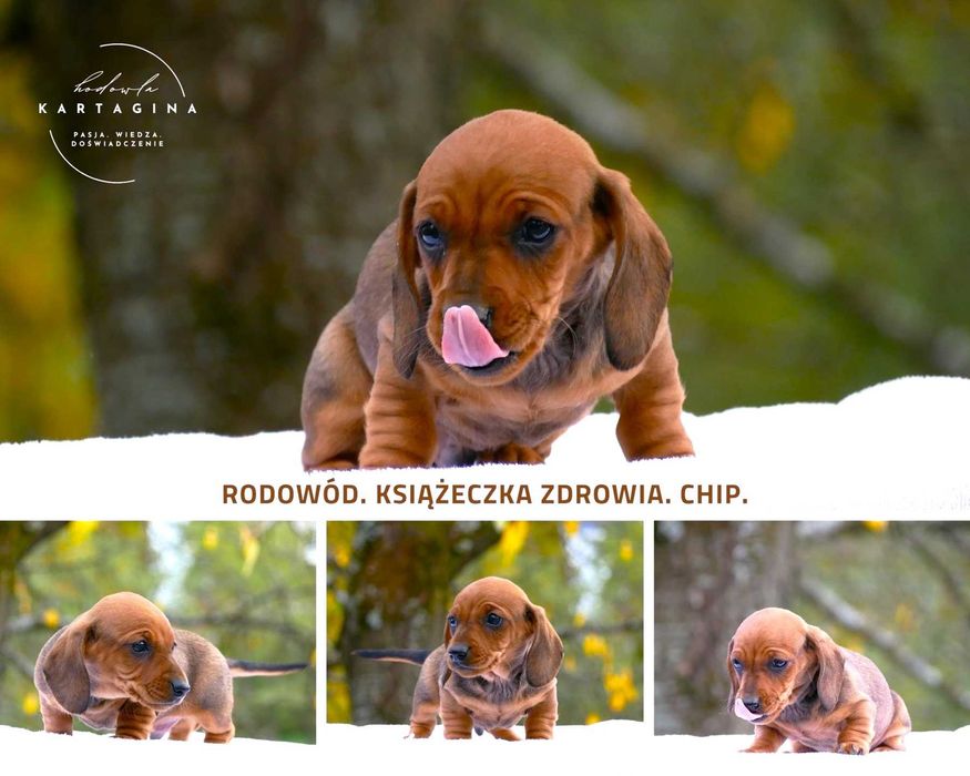 Jamnik miniatura. miniaturka. PIĘKNE. Rude. Miniaturowy ojciec FCI