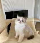 Cudny kocurek ragdoll seal bicolour prawdziwy rodowód!