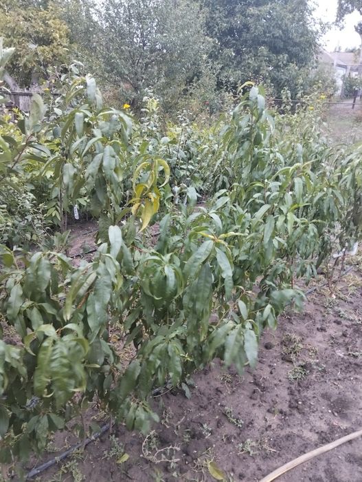 ХУРМА САЖЕНЦЫ.дар софиевки,виргинская .киви)гранат,инжир