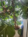 Monstera  mała kwiat