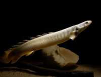 Wielopłetwiec senegalski - Polypterus senegalus