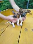 Jack Russell Terrier piesek tel.-5.7.5.3.0.2.0.3.9.