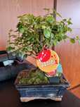 Bonsai bonsai bonsai