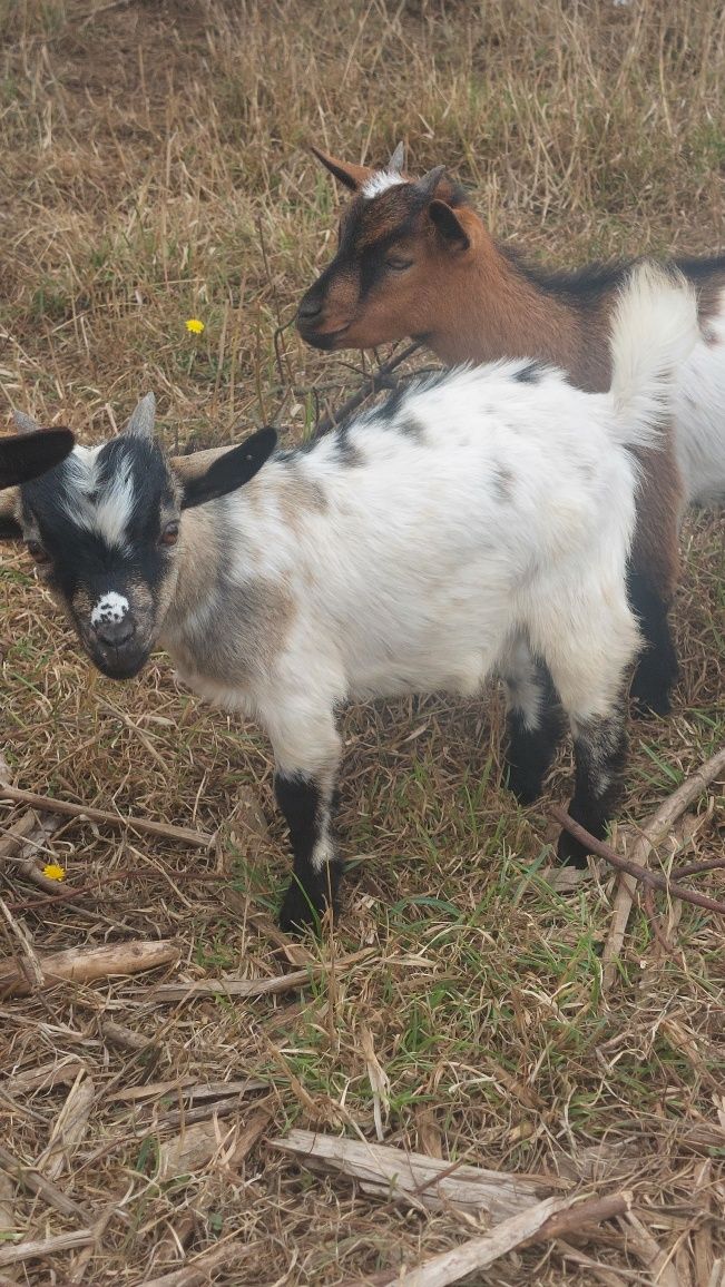 Cabrinha anã, macho, com cerca de 4 meses