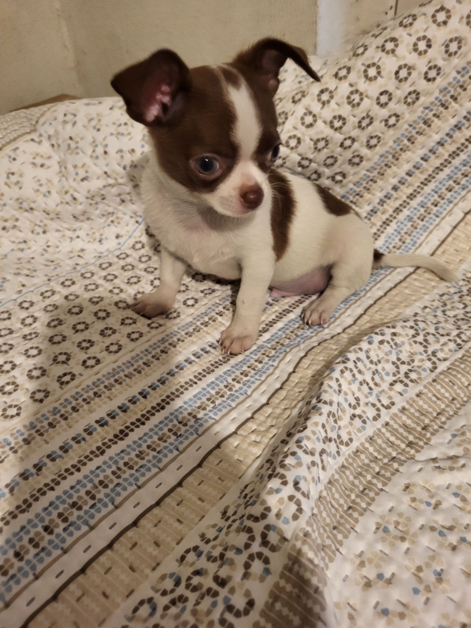 Chihuahua machinho branco e chocolate