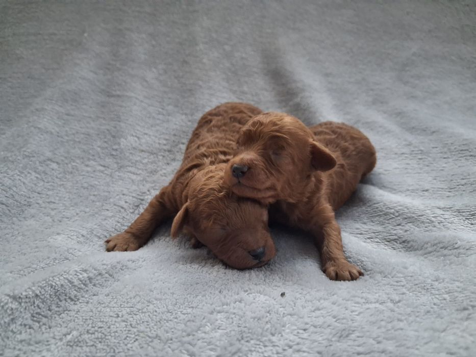 Pudel miniaturowy połowy piesek