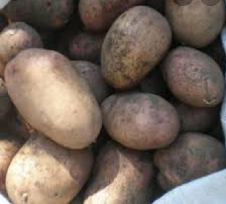 Продам картошку сорт "славянка"
