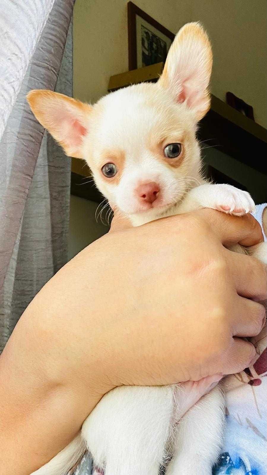 Menino chihuahua branco