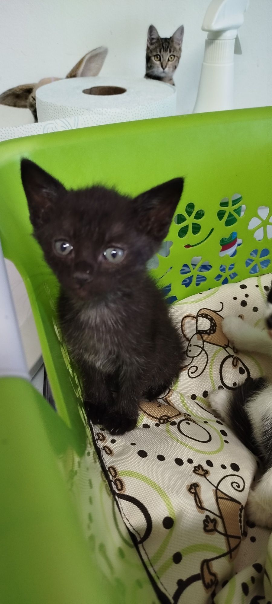 4 małe śliczne Kotki do adopcji