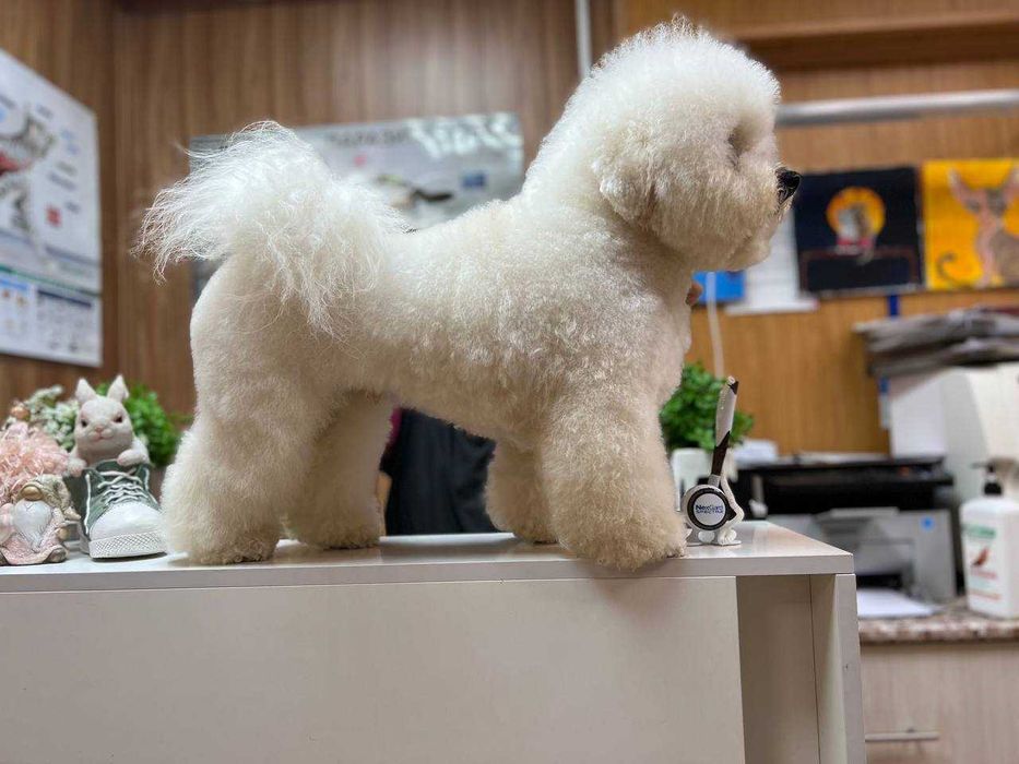 Бішон-Фрізе кобель