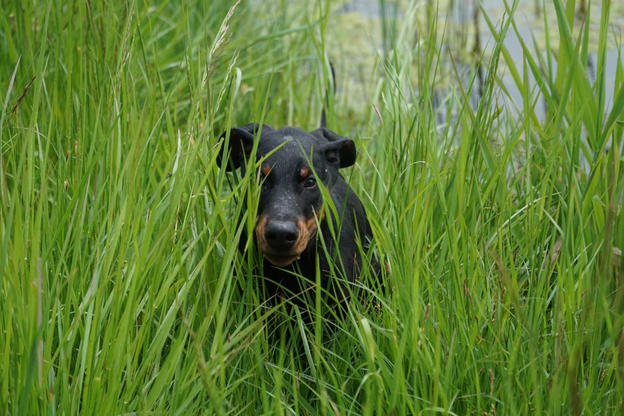 Doberman piesek FCI .