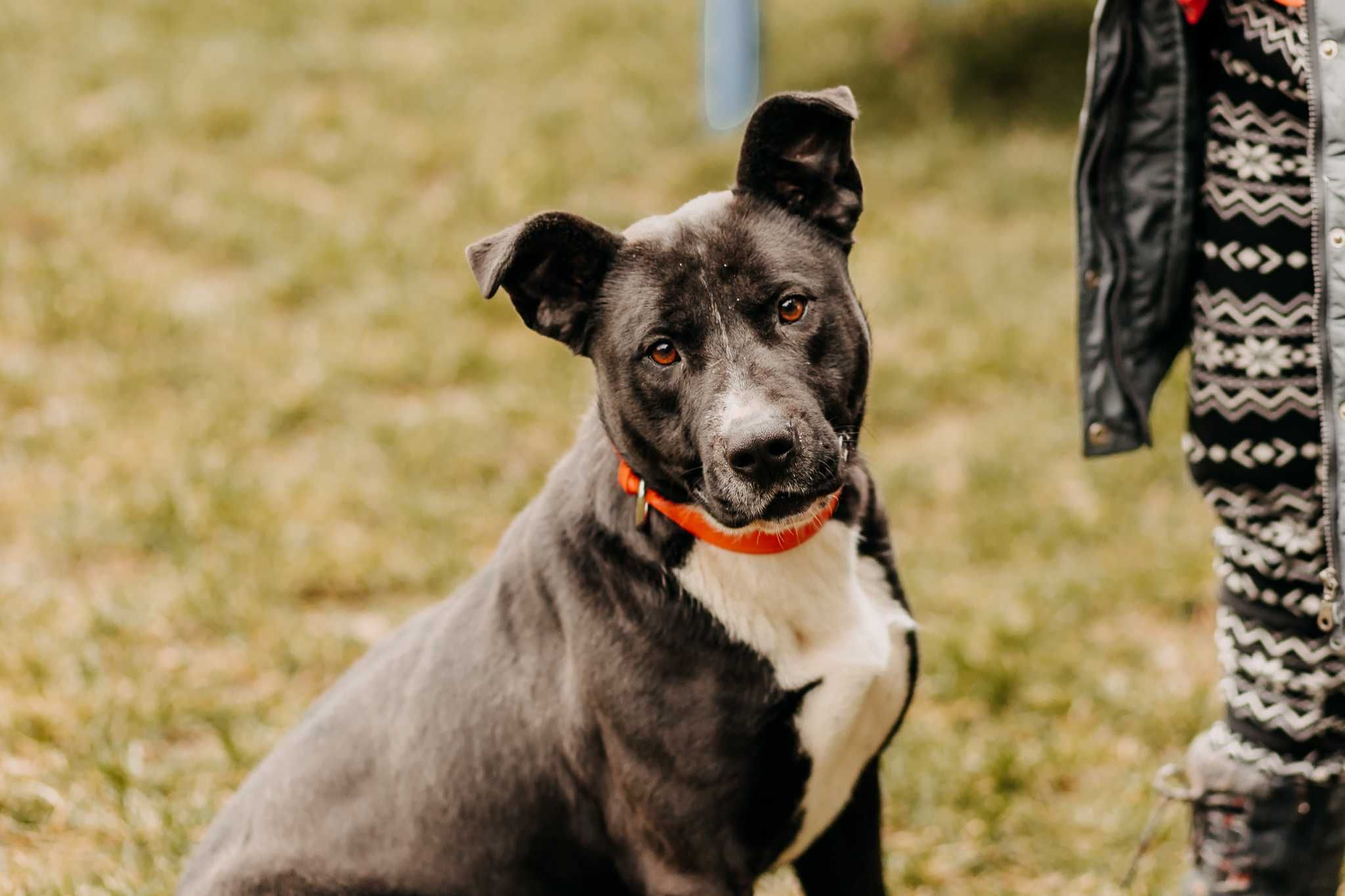 4-letni Amstaff do adopcji