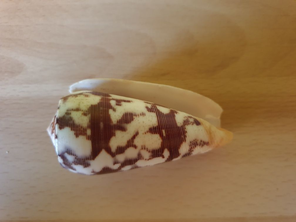 Stożek prążkowany (Conus striatus)