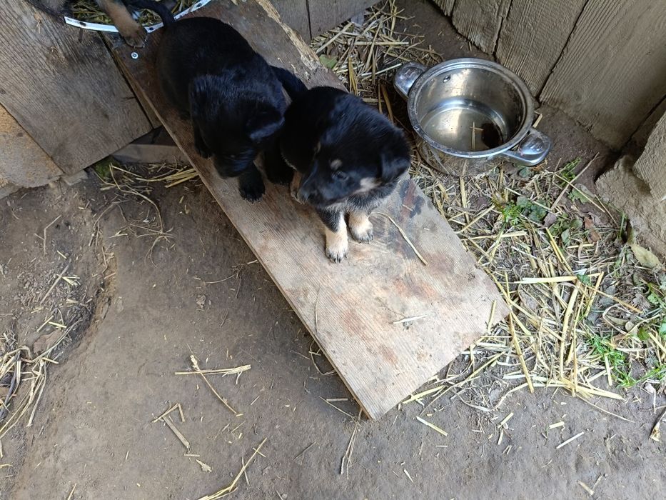 Oddam pieski mieszanice, mama owczarek niemiecki, ojciec duży rasa