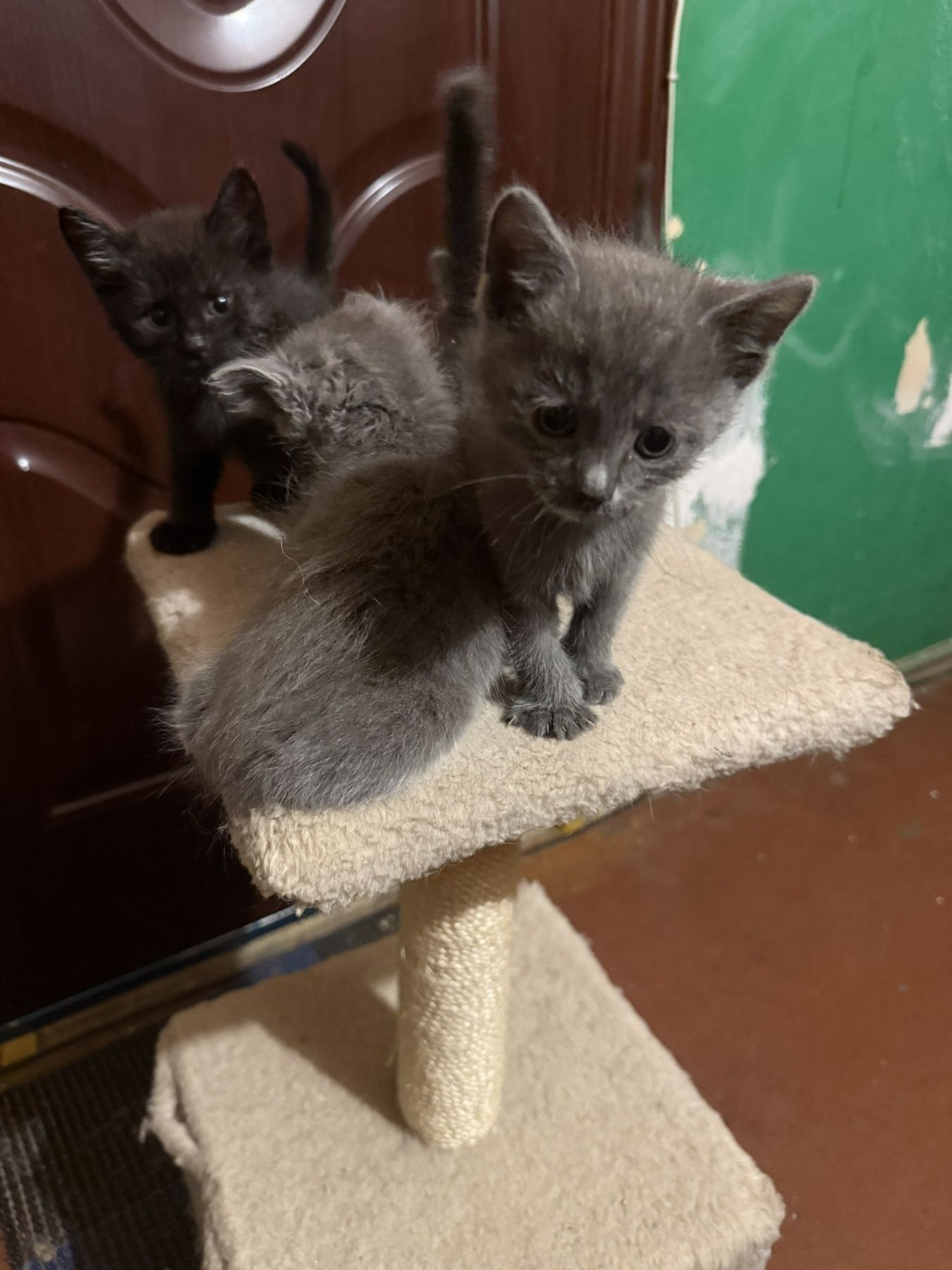 Віддам британців(котят)Безкоштовно
