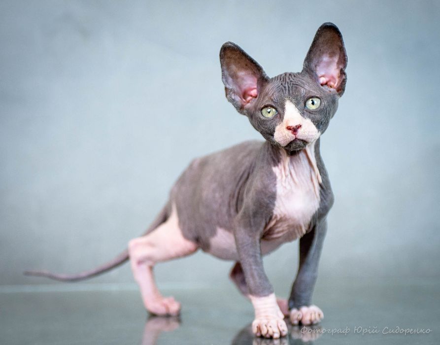 Сфинкс эльф , эльфик , шикарный мальчик, золотой характер,