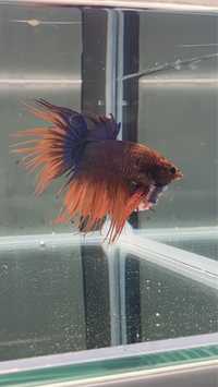 Betta CrownTail Macho