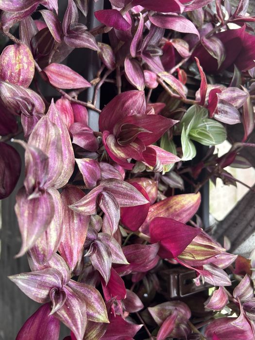 Zestaw Trzykrotek Mix 25zł