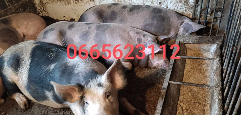 Продам свині живою або тушки.