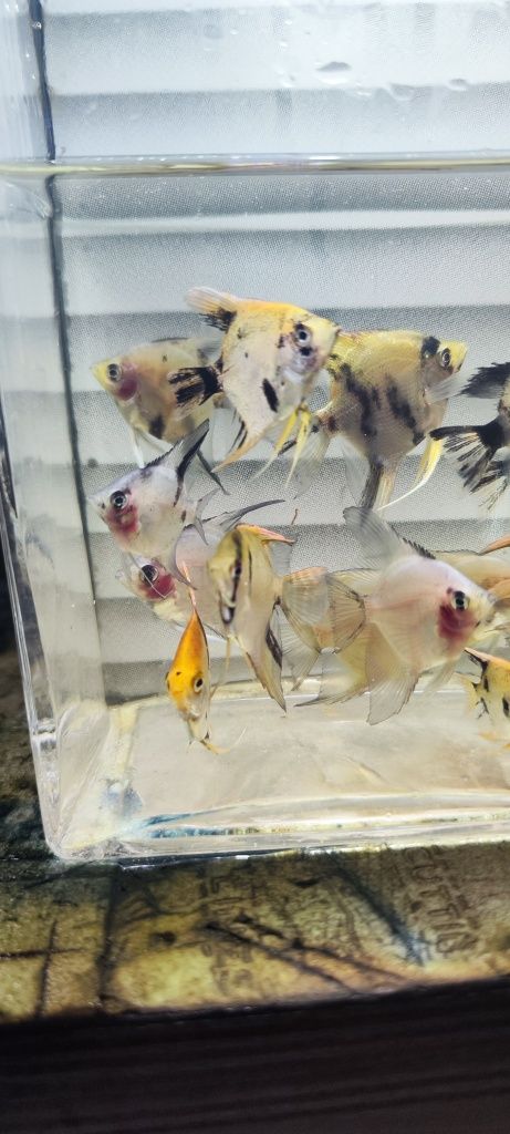 Skalry blue koi młodzież