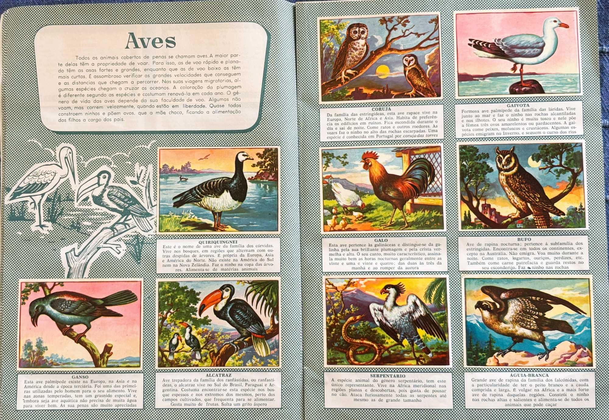 Caderneta Cromos - História Natural
