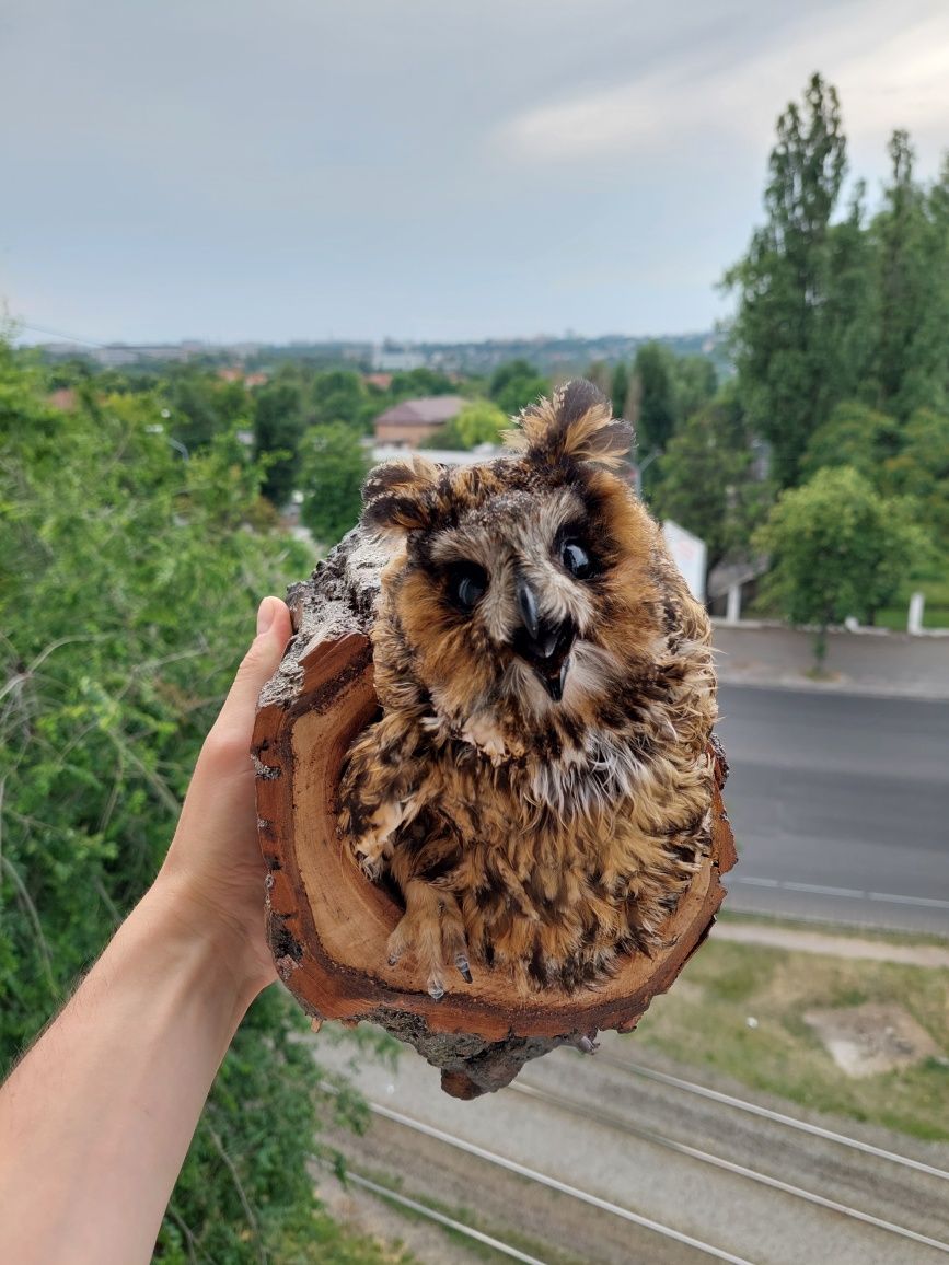 Чучело совы ушастая новое