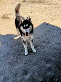 *** Syberian Husky ***