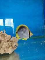 akwarium morskie- Chaetodon melannotus