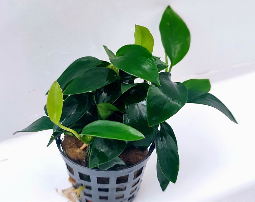 Anubias barteri var. nana Mini Rośliny Akwarium Wysyłka Koszyk